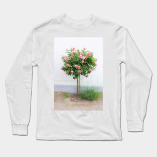 Rose bush, wall, rose, roses, pink, Putbus, Rügen, soft, flower Long Sleeve T-Shirt